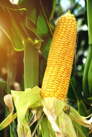 Maize